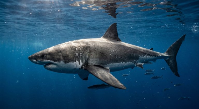 Le plus grand requin blanc de l’Atlantique jamais observé se rapproche des côtes : qui est « Contender » ?